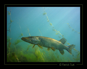 Nice Pike on a morning dive in the Leman lake - Geneva - ... by Patrick Tutt 
